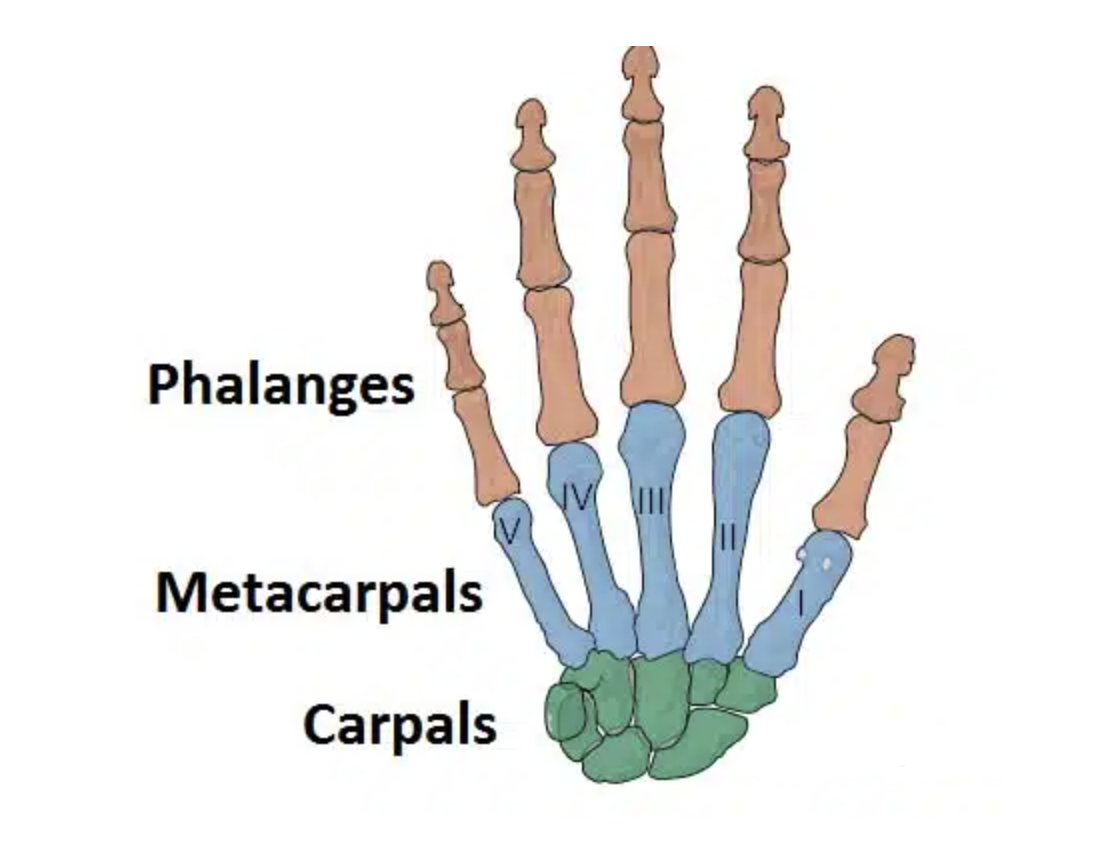Biophysical Skills Flashcards